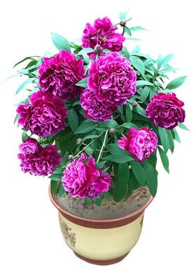 芍药花根块带芽发货四季播种易活