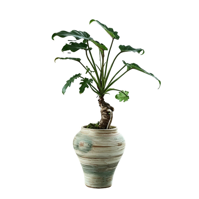 龙鳞小天使植物盆栽室内办公桌