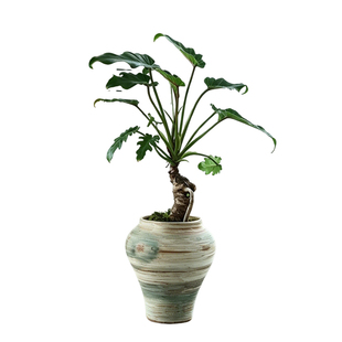 龙鳞春羽小天使老桩耐阴植物盆栽办公室客厅桌面绿植好养花卉盆景