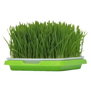 新鲜小麦籽榨青汁大麦种小麦苗小麦草麦芽糖猫草专用育苗盆种植盘
