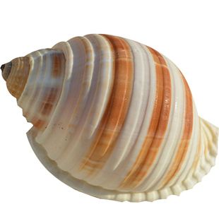 天然海螺贝壳卷贝鱼寄居蟹备用替换专用壳鱼缸造景摆件水族箱装饰