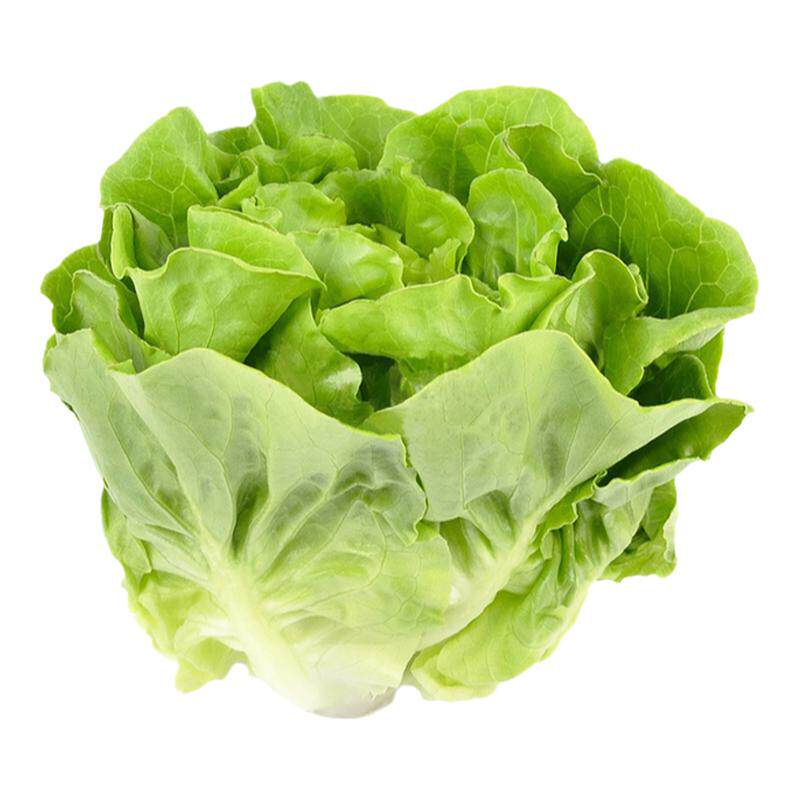 新鲜波士顿奶油生菜500g