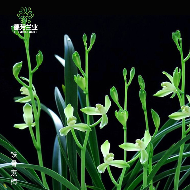 兰花四季建兰素心铁骨素梅客厅浓香花卉绿植园艺盆栽基地