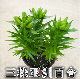 多头百合种球百合盆栽花球盆栽室内阳台花卉观花植物带花苞发