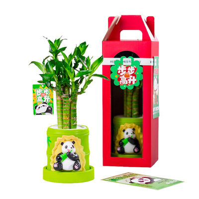 水培富贵竹文竹发财树绿植礼物