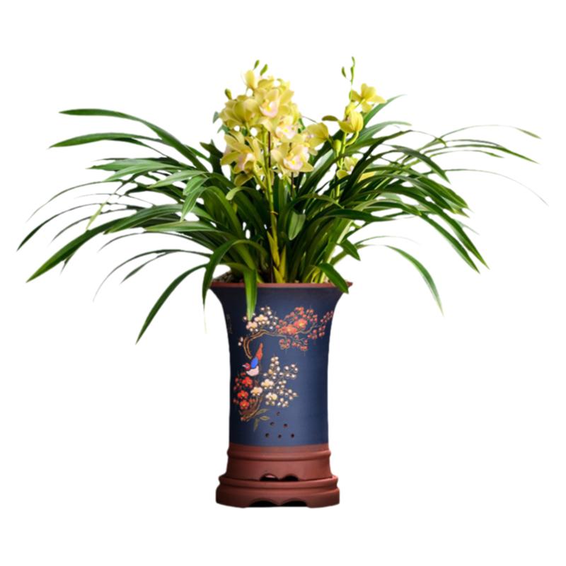 翁源兰花苗【直播专拍】墨兰蕙兰春兰四季建兰大花蕙兰浓香好养型