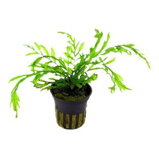 黑木蕨水草鱼缸阴性草水下草水下叶无虫害造景水晶虾缸后景真水草