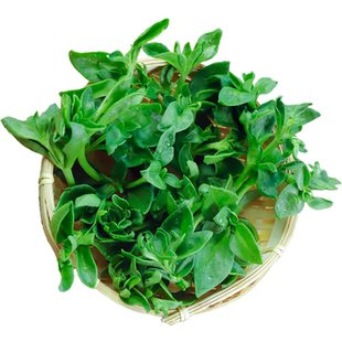 田七叶新鲜现摘蔬菜鲜嫩三七叶子穿心莲牡助农丹吊兰冰草苜蓿顺丰