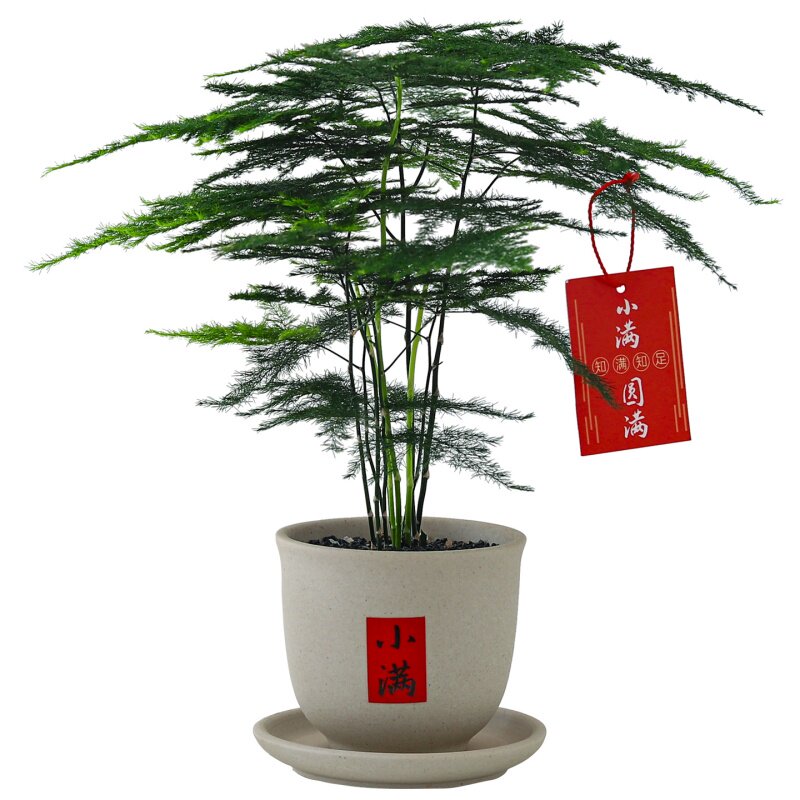文竹盆栽四季植物室内客厅中式禅意招财树绿植办公室桌面花卉盆景