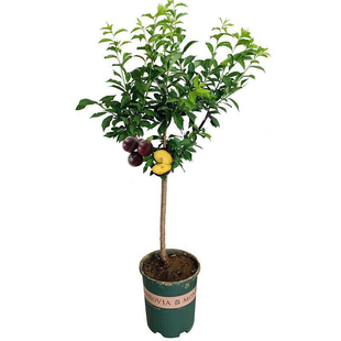 特大蜂糖李子树苗西梅脆甜盆栽地栽南北方庭院四季种植果树果苗