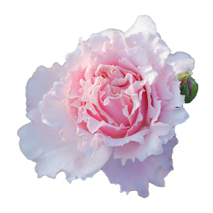 惠惠的花园索菲罗莎等月季花苗多季灌木切花阳台大小苗盆栽大花