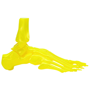 迪力捷 足部骨骼模型医用动态足踝脚关节足外科人体骨科康复教学