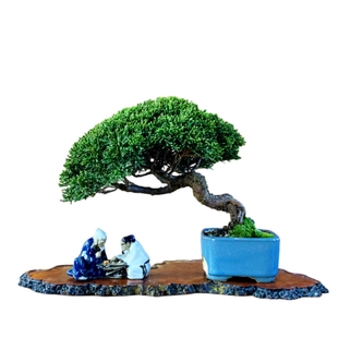 一物一拍济州真柏盆景纪州真柏盆栽松柏高档绿植桌面阳台盆栽摆件