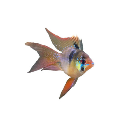 荷兰凤凰球形短鲷波子鱼热带鱼