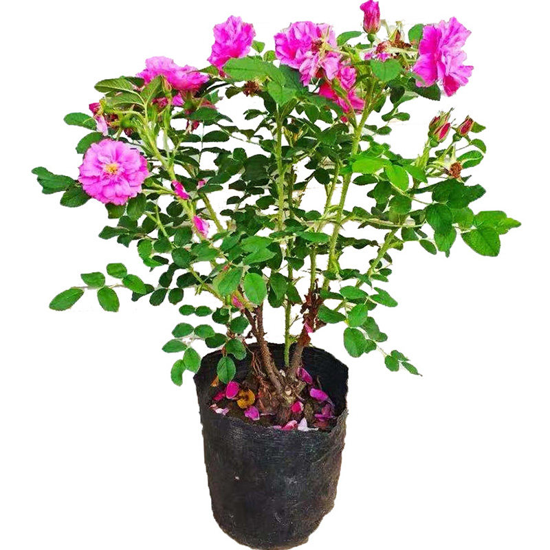 红玫瑰月季花苗香水大花国月季盆栽阳台庭院特大花浓香四季开老桩