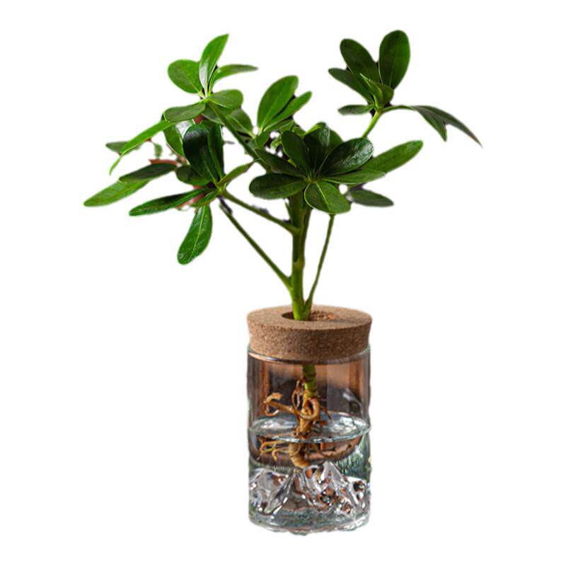 水培植物花卉春羽茶几室内盆栽盆景办公室绿植好养铁树桌面摆件