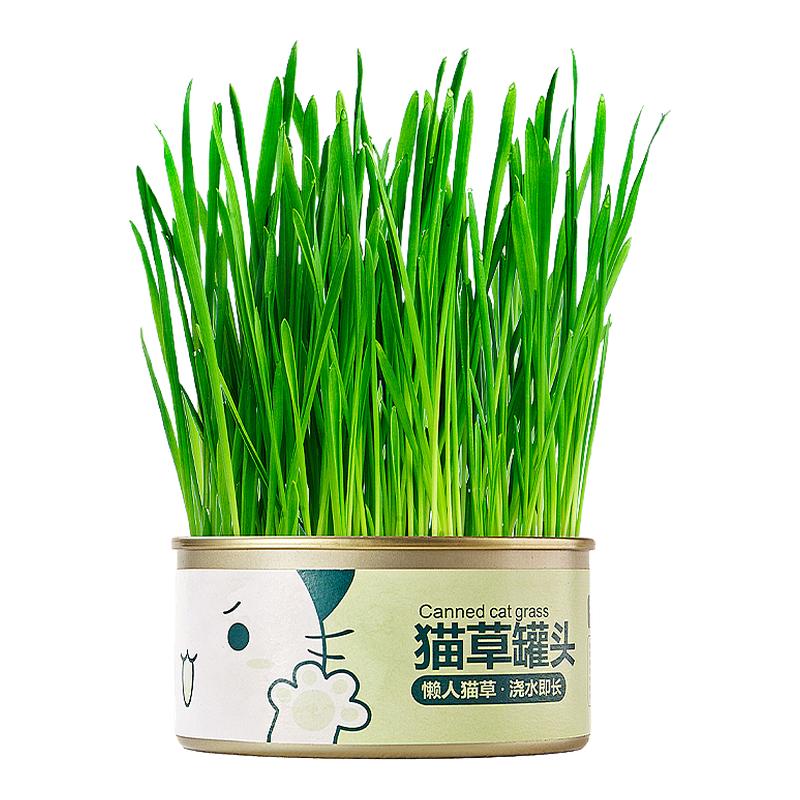 自种新鲜猫草懒人猫草罐肠胃调理