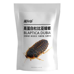 无菌活体杜比亚蟑螂爬虫鬃狮蜥守宫乌龟角蛙异宠物鳄龟活饵料饲料