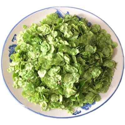 2026年新鲜榆钱野菜榆树钱