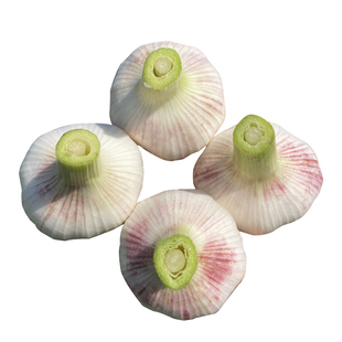 2026山东金乡大蒜鲜蒜嫩蒜湿蒜紫白皮蒜10斤实惠装食用腌制糖醋蒜