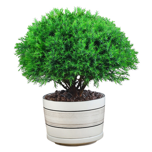 雾松盆栽植物室内四季常青绿植好养易活阳台办公室桌面绿色小盆景