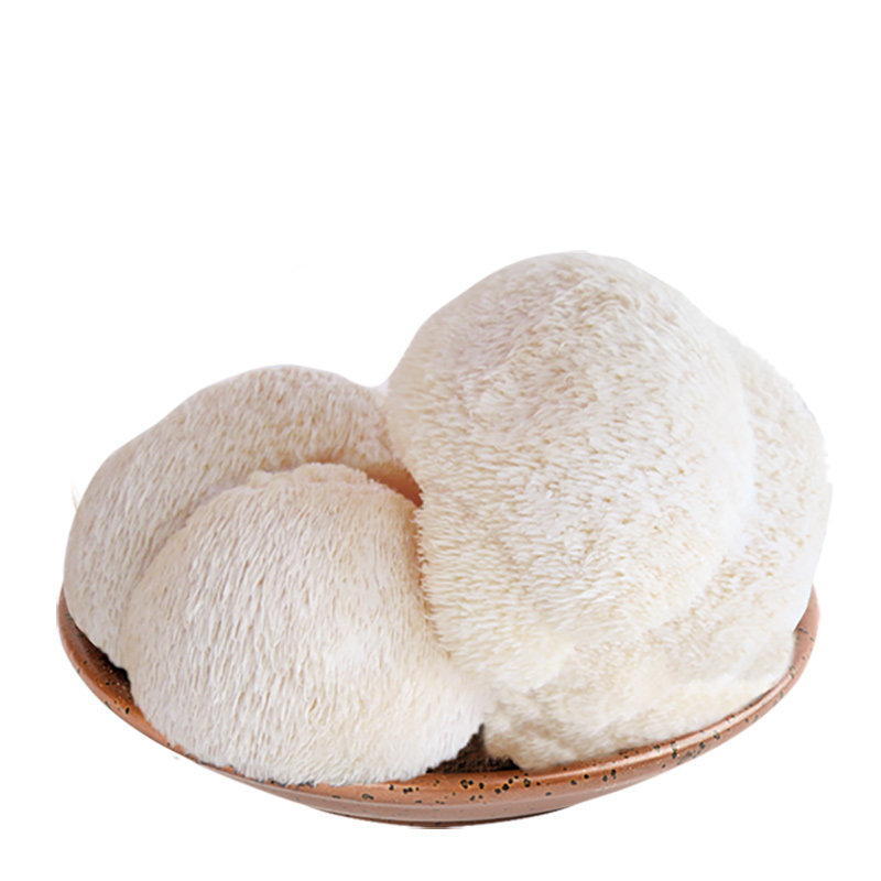 悦来颐和新鲜有机猴头菇蘑菇鲜食用菌东北猴头顺丰包邮500g