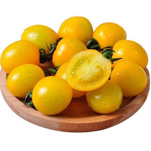 黄千禧圣女果苗樱桃小番茄苗秧子超甜小西红柿幼苗四季阳台盆栽苗