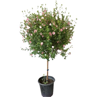 金叶子小木槿花卉盆栽庭院阳台棒棒糖花期长多年生植物带盆易爆花