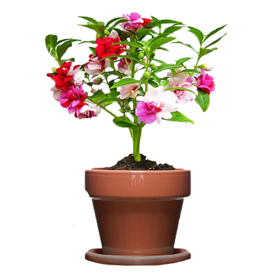 老师指定凤仙花种籽学生实验套餐