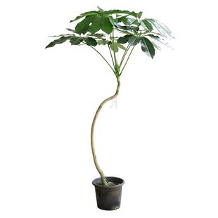 在树下大叶伞绿植老桩盆栽客厅落地大型净化空气室内植物一物一拍