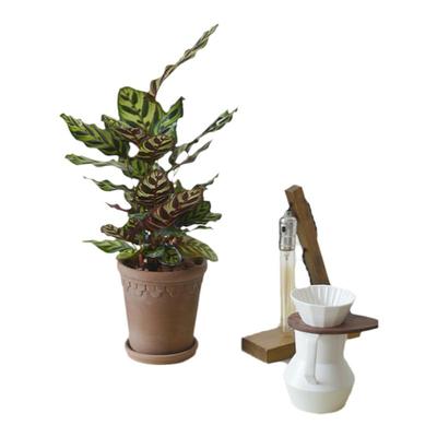 孔雀竹芋盆栽室内绿植植物蓝花