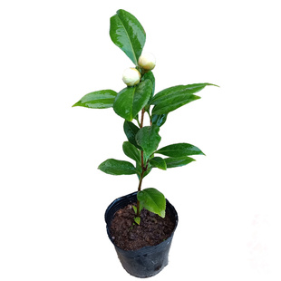 名贵品种正黄旗山茶花盆栽庭院阳台客厅正品带花苞绿植