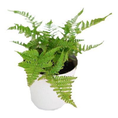 小椿日和彩虹蕨红盖鳞毛画蕨耐阴绿植庭院盆栽多年生净化空气室内
