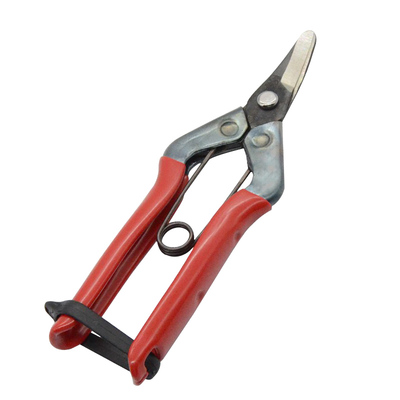 日本进口chikamasa近正大嘴鸟