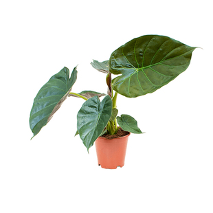 海蒂的花园绿天鹅绒海芋盆栽室内绿植阳台庭院观叶植物皮实好养