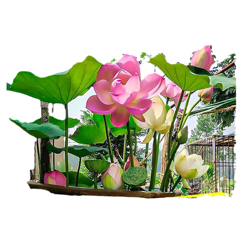 荷花盆栽水养藕种藕苗莲花缸栽莲藕苗鱼池塘水生植物花卉观赏睡莲