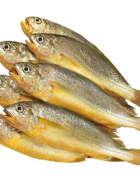 新鲜冷冻小黄花鱼海捕海鱼整箱