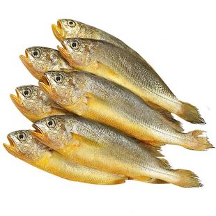 野生小黄鱼新鲜鲜活冷冻大黄花鱼海捕海鱼海鲜水产整箱顺丰批发