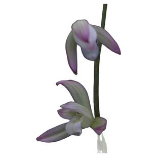 喜花里兰花四季建兰铭品荷塘月色浓香春雨彩虹名贵转色花好养花卉
