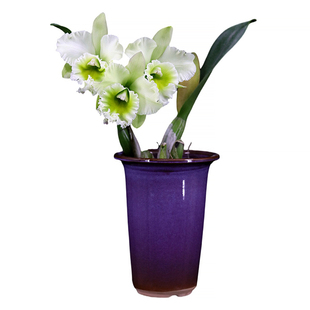 番茄雅韵堂Rlc. Chunfeng Apple春风苹果大花卡特兰花新手福音