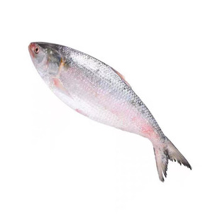 新鲜鲜活鲥鱼海捕海鲫鱼一斤约5-8条生鲜鱼类海鲜水产  5斤装包邮