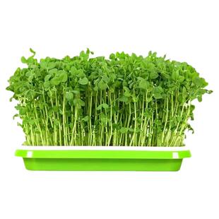 大叶绿麻豌豆芽苗菜种孓室内阳台新鲜籽种菜土培种豌豆苗尖耐高温