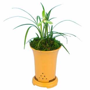 【细叶青衣】春兰盆栽兰花苗浓香型客厅办公室内绿植卉好养国兰