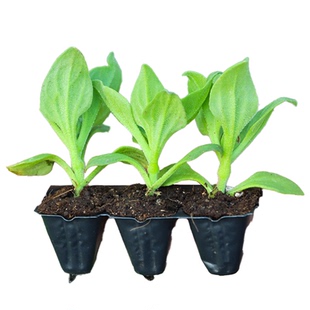 四季水晶大叶冰菜苗秧苗带土盆栽蔬菜阳台种苗冰草幼苗秋冬蔬菜苗