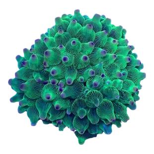 【厦门蕴海】海葵荧光绿奶嘴红奶嘴紫点葵地毯葵海缸软体活体珊瑚