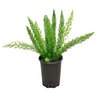 狐尾天门冬盆栽植物庭院花园阳台绿植四季常青耐热花卉九尾狐易养