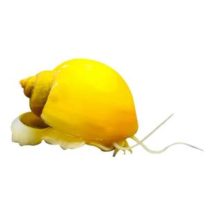 黄金螺除藻观赏螺淡水清道夫鱼缸清洁工吃鱼粪便擦玻璃鱼苗观赏鱼