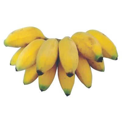 广西小米蕉鸡芭蕉新鲜香蕉