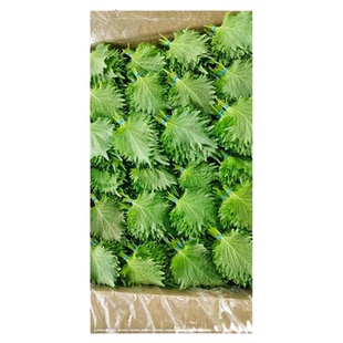 新鲜精品食用青苏叶 紫苏叶大叶 日本苏子叶 三文鱼刺身拼盘 80片