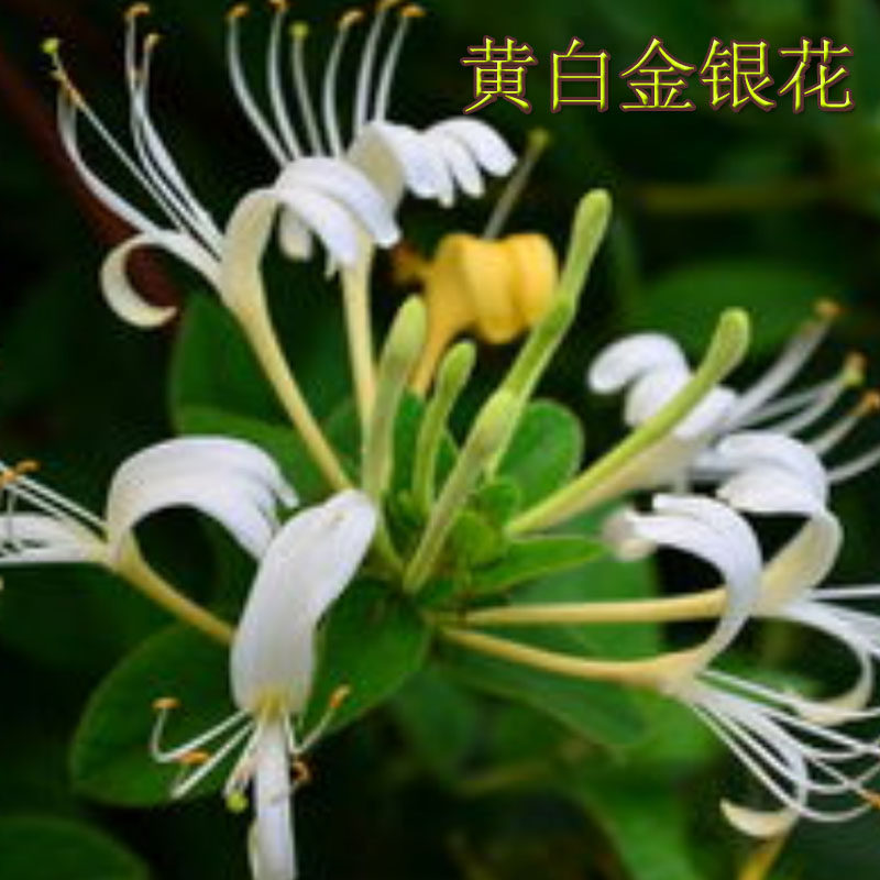 金银花树苗盆栽四季花可食用爬藤阳台庭院南方北方绿植花卉老桩